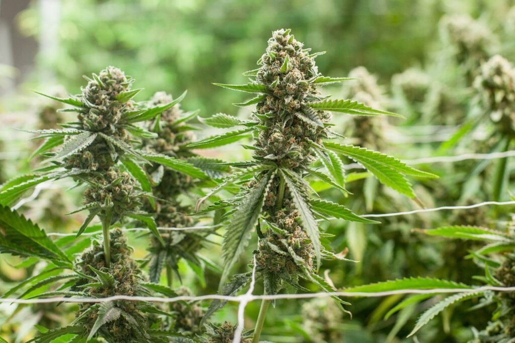 Fastest growing cannabis strains