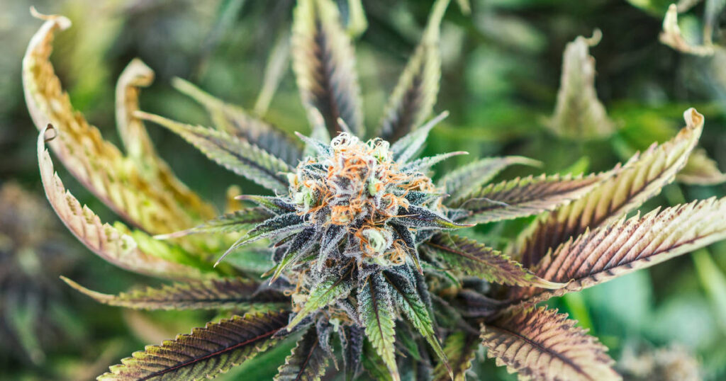 Top Fastest growing cannabis strains
