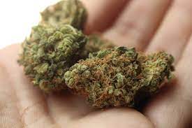 cannabis strain in canada
