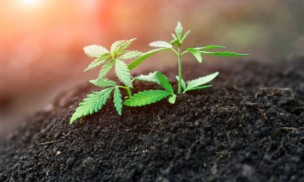 Understanding Soil Composition for Cannabis
