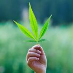 best-cannabis-seeds