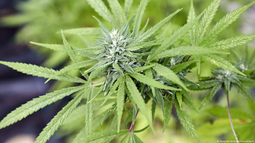 Cannabis Plants