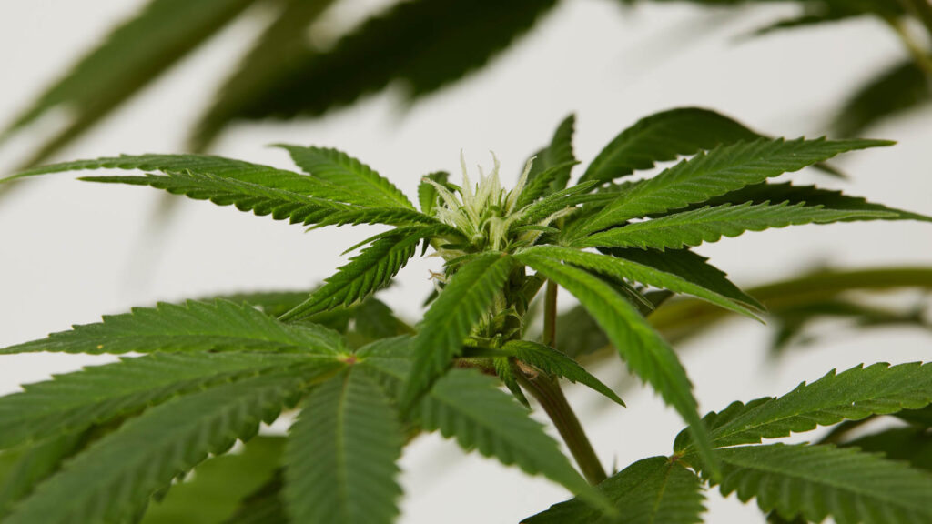 Identify Male vs Female Cannabis