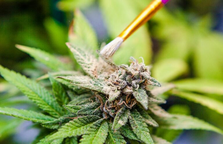 Cannabis Crossbreeding