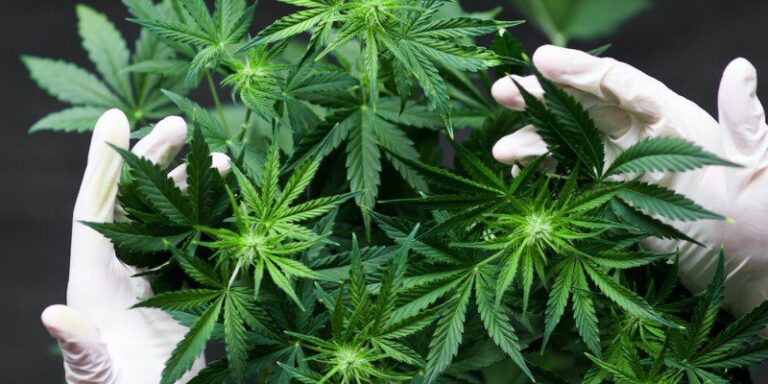 How Seed Genetics Influence THC and CBD Levels in Cannabis Plants