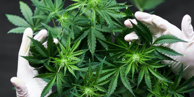 How Seed Genetics Influence THC and CBD Levels in Cannabis Plants