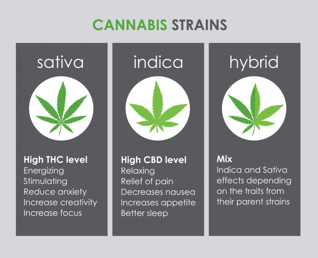 Cannabis Strain Genetics