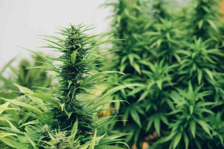 Understanding the Different Types of Cannabis Indica, Sativa, and Hybrid