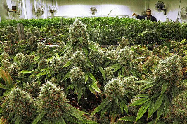 The Role of Cannabis in Enhancing Athletic Performance