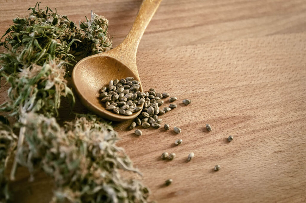 Cannabis and Cognitive Health What Science Says About Memory & Focus