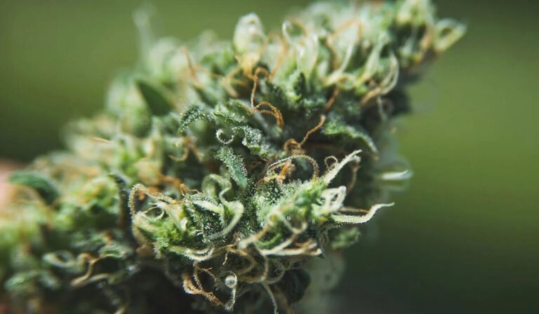 Cannabis and Fitness Recovery, Focus, and Anti-Inflammatory Support