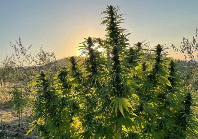 Morning vs. Night Strains When Should You Use Cannabis