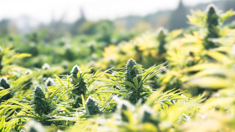 Low-THC Cannabis Products Are They Actually Effective
