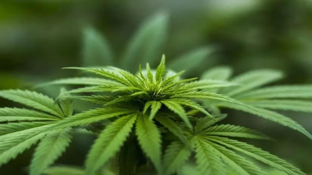 Understanding What Low-THC Cannabis Actually Is
