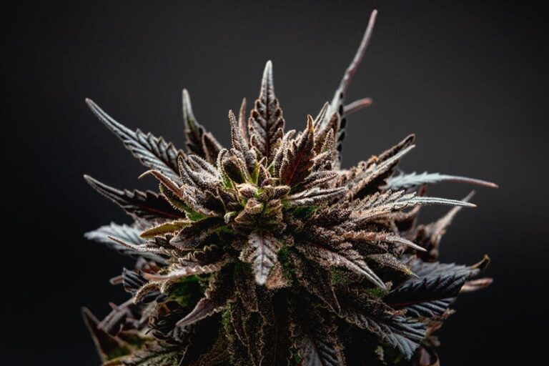 Terpenes Explained The Real Reason Cannabis Smells & Feels Different