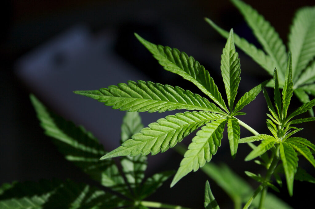 Choose the Right Cannabis Strain